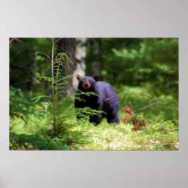 Pôster Urso Negro 'Caçador'