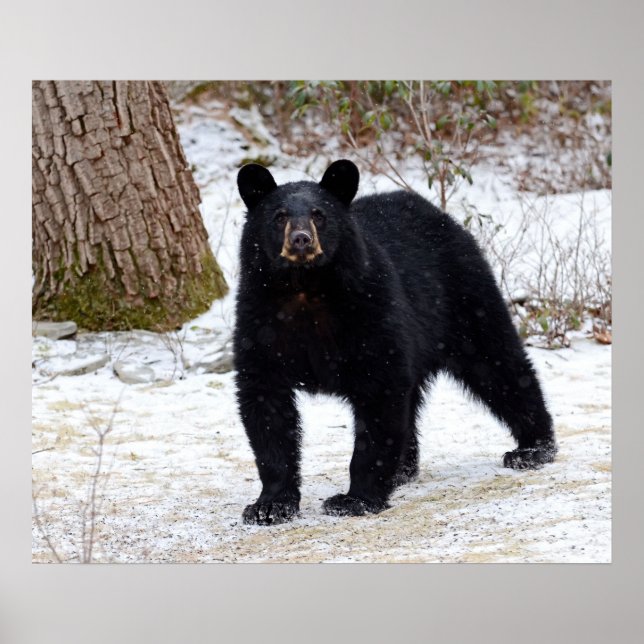 Pôster Urso Negro da Pensilvânia no inverno (Frente)