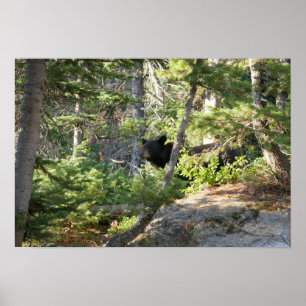 Poster Urso Negro no Grand Teton