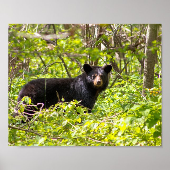 Poster Urso Negro no Louro (Frente)