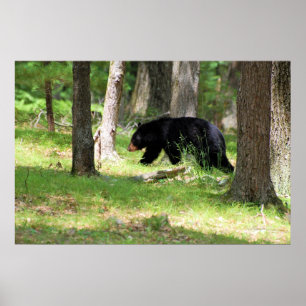 Pôster Urso Negro Perto de Campterral