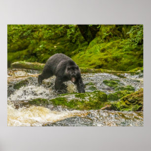 Poster Urso Negro Pescando Qua Creek Colúmbia Britânica