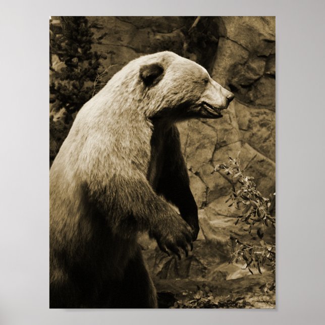 Pôster Urso Ordenado (Frente)