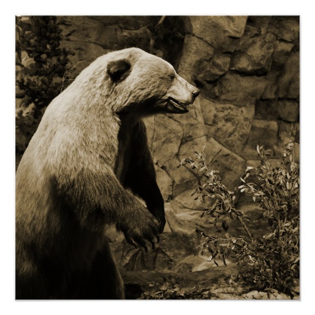 Pôster Urso Ordenado (Frente)