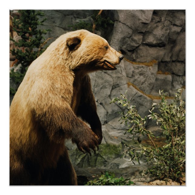 Pôster Urso Ordenado (Frente)