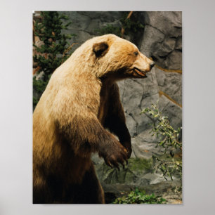 Pôster Urso orgulhoso