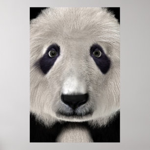 Pôster Urso Panda