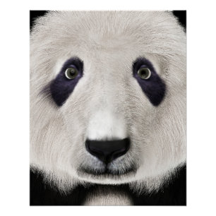 Pôster Urso Panda