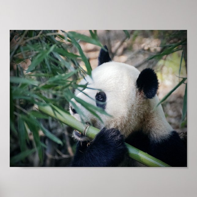 Poster Urso-Panda comendo bambu (Frente)