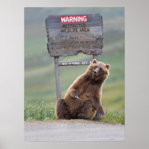 Poster Urso Pardo Brinca Com Placa