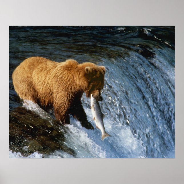 Pôster Urso Pardo do Alasca Capturando Salmão em Brooks (Frente)