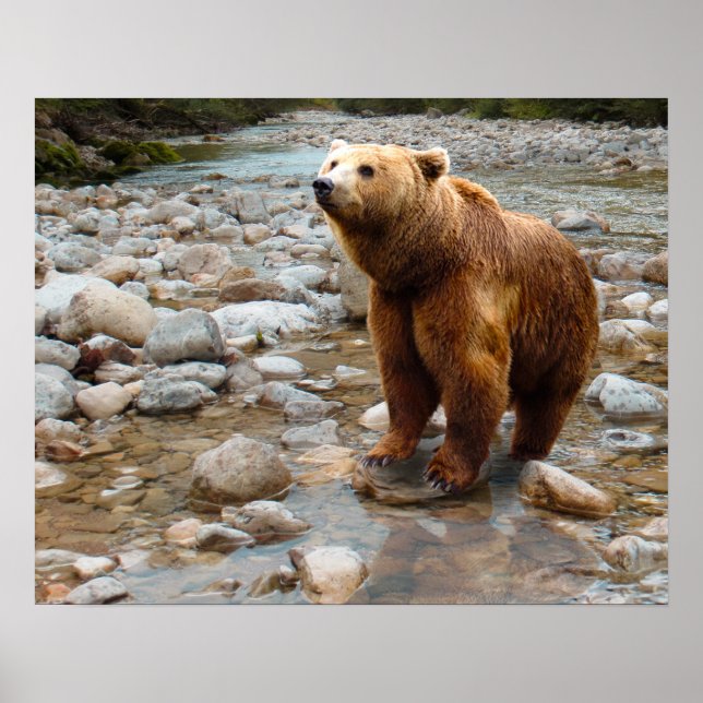 Poster Urso Pardo em Córrego (Frente)