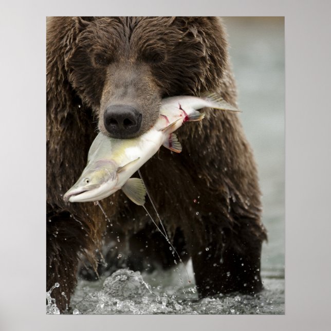 Pôster Urso pardo, ou Urso Cinzento Costeiro, Ursus (Frente)