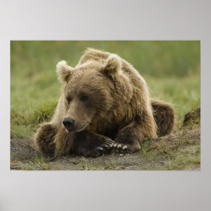 Pôster Urso pardo, ou Urso Cinzento Costeiro, Ursus