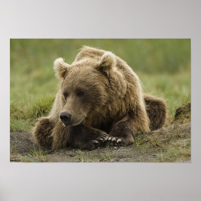 Pôster Urso pardo, ou Urso Cinzento Costeiro, Ursus (Frente)