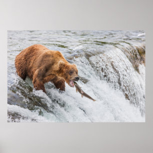Poster Urso Pardo Pega Salmão Vermelho