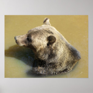 Pôster Urso Pardo Tomando um Banho