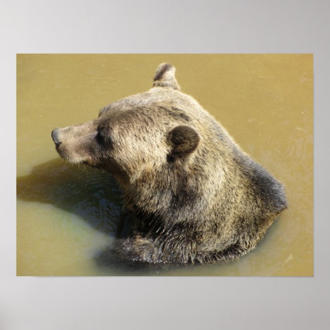 Pôster Urso Pardo Tomando um Banho (Frente)