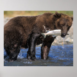 Poster Urso pardo, urso cinzento, com captura de salmão,