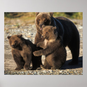 Pôster Urso pardo, urso cinzento, porca com filhotes na c