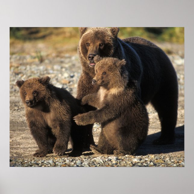 Pôster Urso pardo, urso cinzento, porca com filhotes na c (Frente)