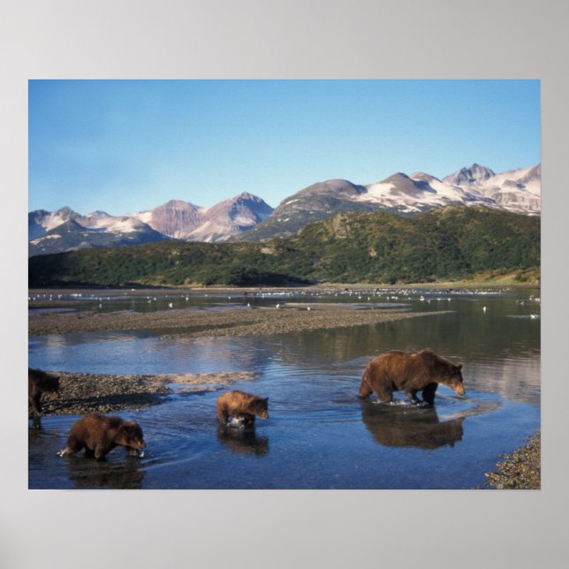 Poster Urso pardo, urso cinzento, porca e filhotes em (Frente)