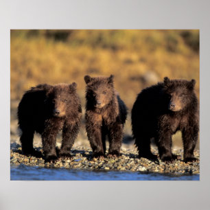 Poster Urso pardo, urso marrom, filhotes, Katmai National