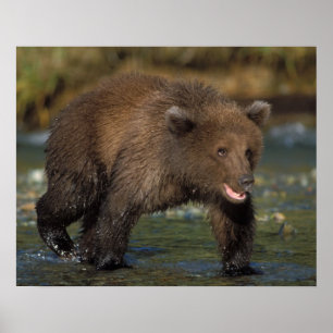 Poster urso pardo, Ursus arctos, urso cinzento, Ursus 6