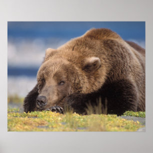 Poster urso pardo, Ursus arctos, urso cinzento, Ursus 8
