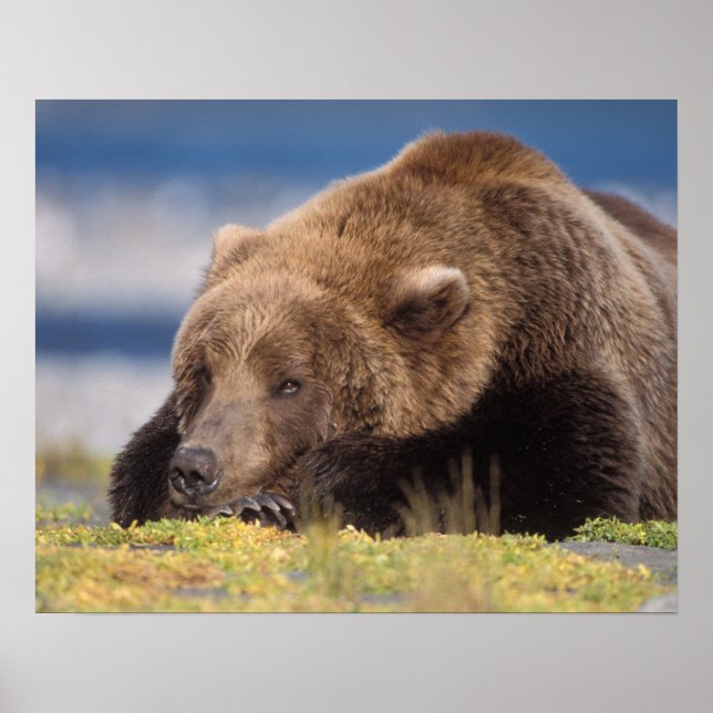 Poster urso pardo, Ursus arctos, urso cinzento, Ursus 8 (Frente)