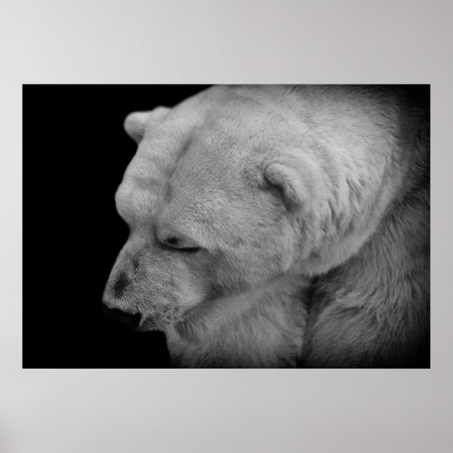 Poster Urso Polar (Frente)