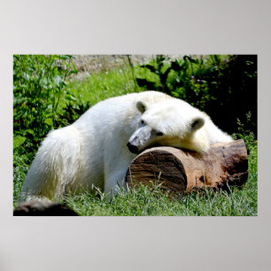 Pôster Urso Polar