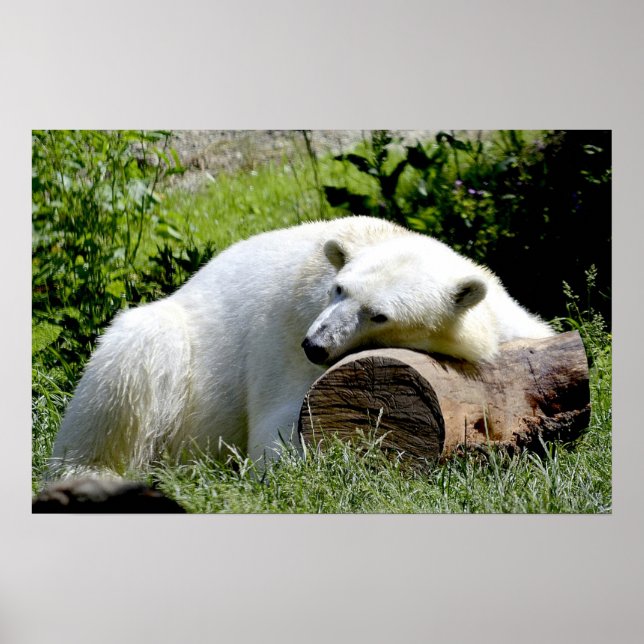 Pôster Urso Polar (Frente)