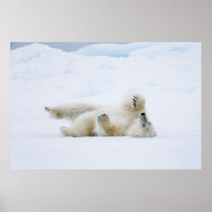 Poster Urso polar a rolar na neve, Noruega