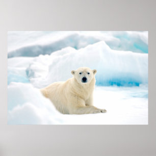Poster Urso polar adulto grande javali no gelo de verão