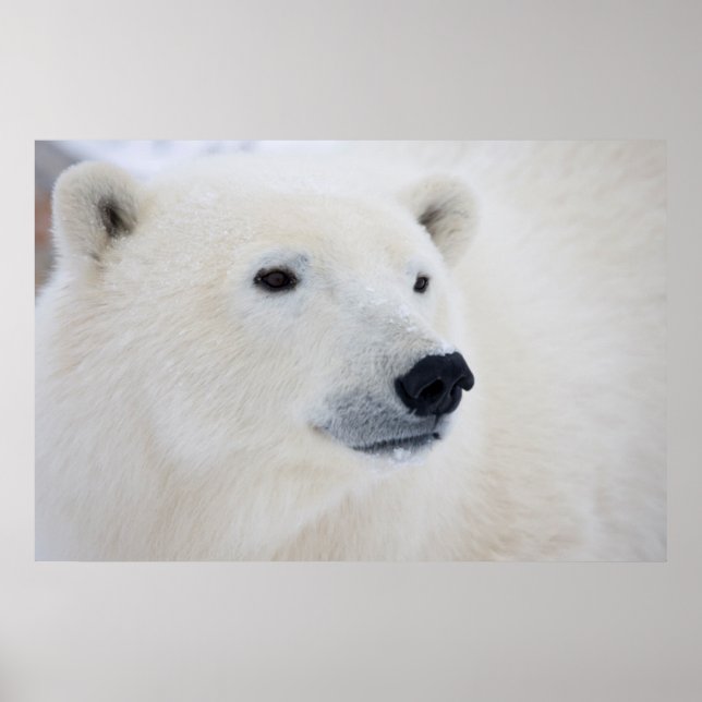 Pôster Urso Polar Churchill (Frente)