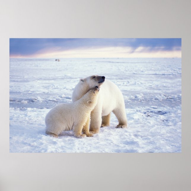 Pôster Urso polar com filhote, maço de gelo (Frente)