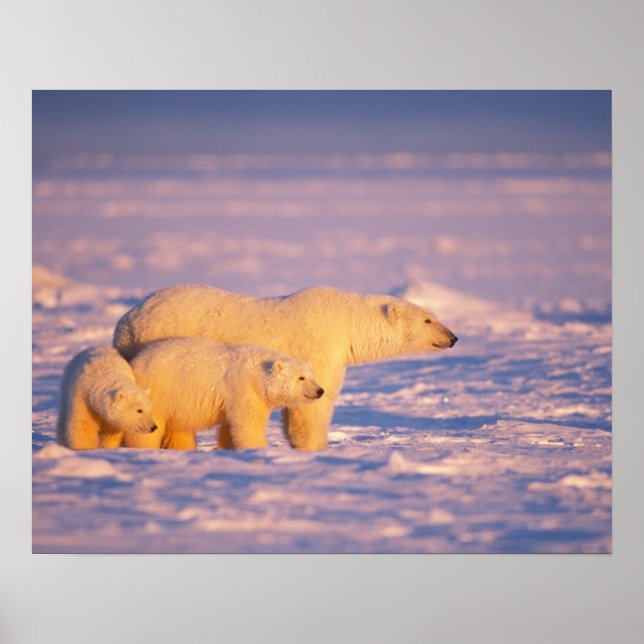 Pôster Urso polar com filhotes de primavera no congelado (Frente)