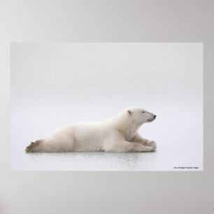 Pôster Urso Polar Deitado Num Lago De Gelo