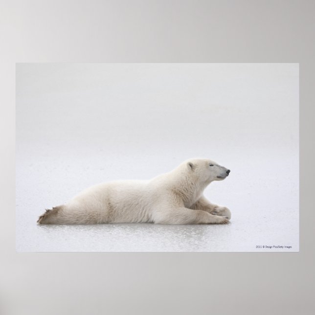 Pôster Urso Polar Deitado Num Lago De Gelo (Frente)