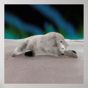 Pôster Urso Polar Descansando
