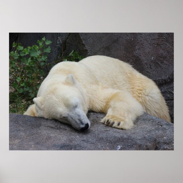 Poster Urso Polar Dormindo (Frente)