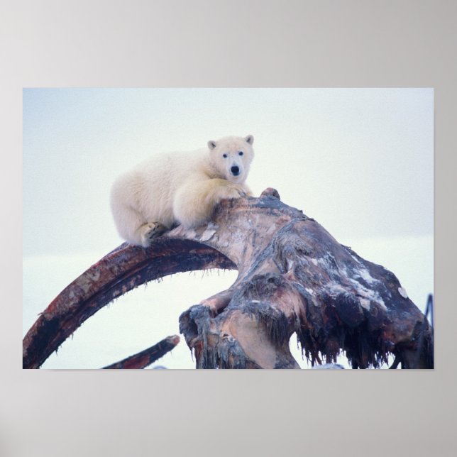 Pôster Urso polar em cima de uma mandíbula de baleia de c (Frente)
