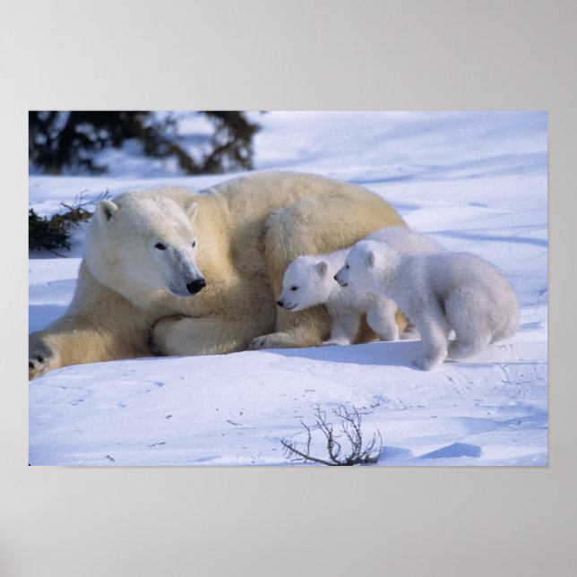 Pôster Urso Polar Fêmea Deitado com 2 filhotes (Frente)
