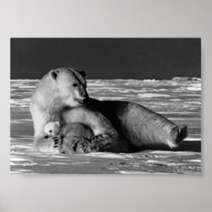 Poster Urso polar mãe vintage EUA Alasca