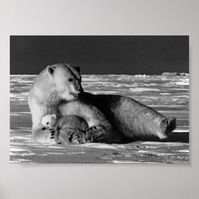 Poster Urso polar mãe vintage EUA Alasca (Frente)
