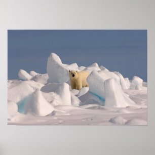 Poster urso polar, maritimus do Ursus, no gelo áspero em