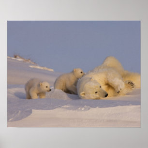 Poster urso polar, maritimus do Ursus, porca que joga com