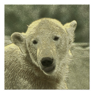 Pôster urso polar metálico