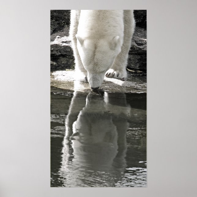 Poster Urso Polar, Parte Preta e Branco (7) (Frente)